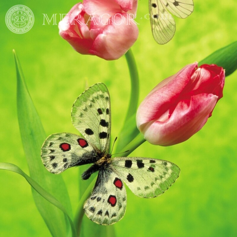 Бабочка на тюльпане Насекомые Бабочки