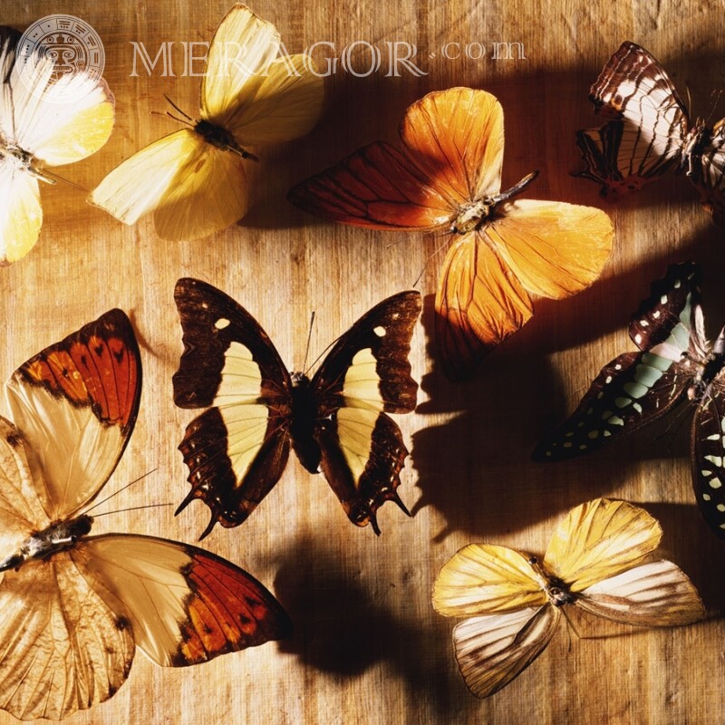 Много красивых бабочек Насекомые Бабочки