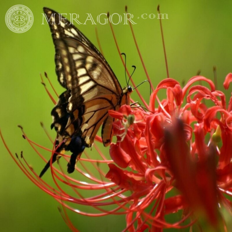 Schmetterling auf Avatar herunterladen Insekten Schmetterlinge