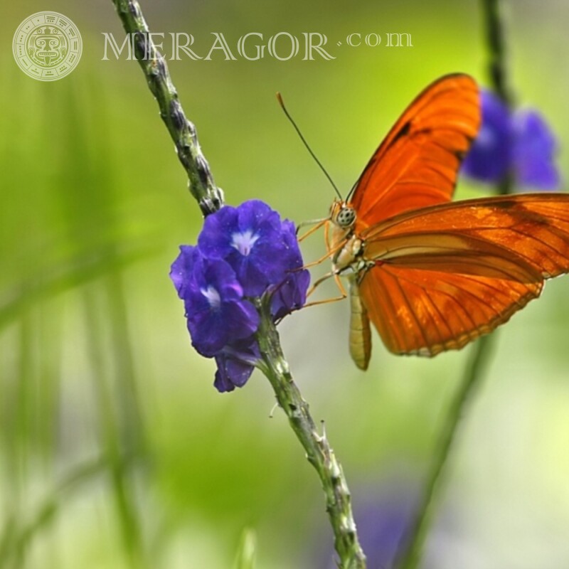 Download de linda borboleta laranja no perfil Insetos Borboletas