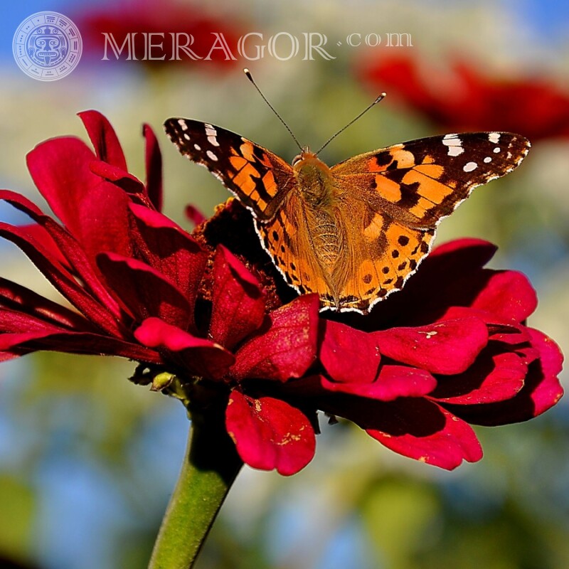 Mariposa sobre una flor hermosa Insectos Mariposas