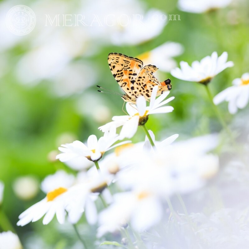 Papillon sur fleurs blanches Insectes Papillons