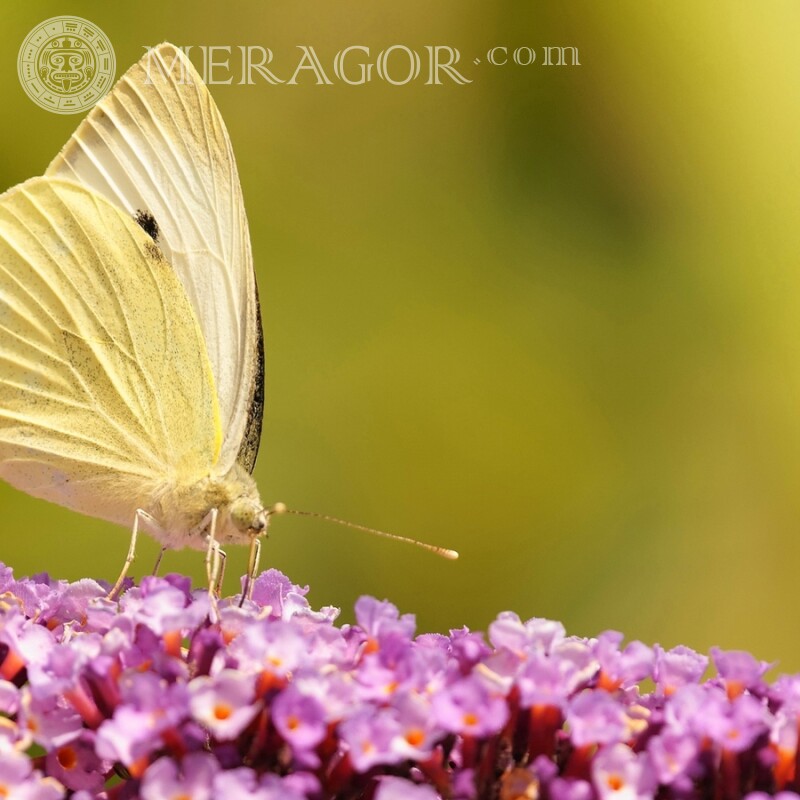 Желтая бабочка фото Насекомые Бабочки