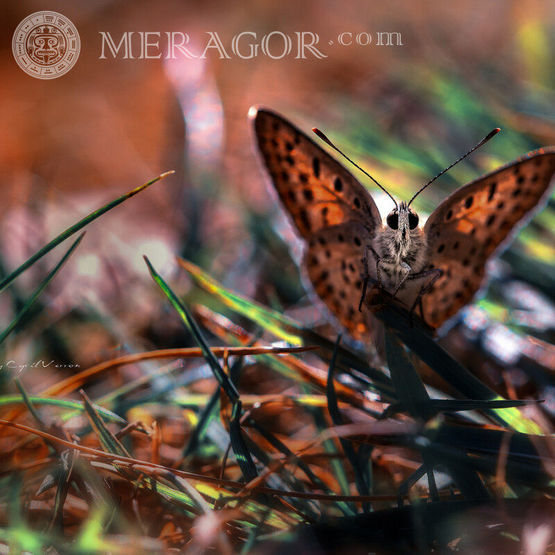 Schmetterling auf Avatar-Foto Insekten Schmetterlinge