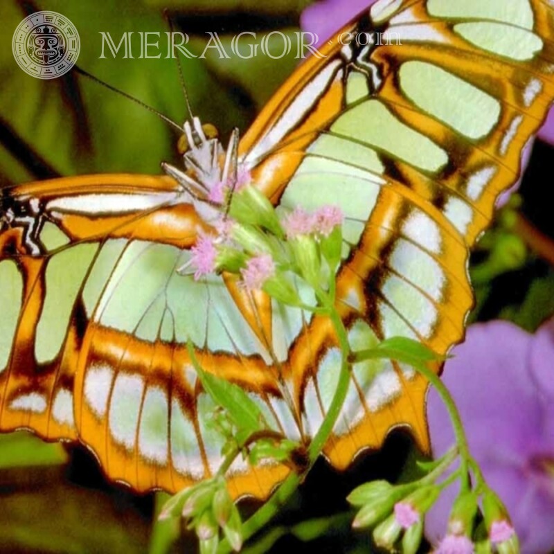 Ungewöhnliches Schmetterlingsfoto Insekten Schmetterlinge