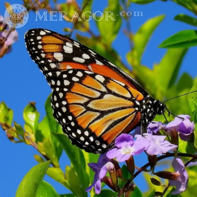 Hermosa foto de mariposa Insectos Mariposas