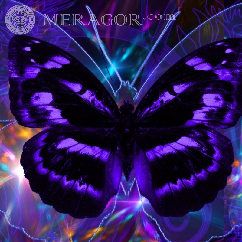 Неоновая бабочка Насекомые Бабочки