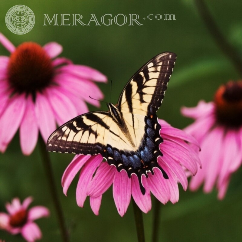 Метелик на рожевому квітці Комахи Метелики