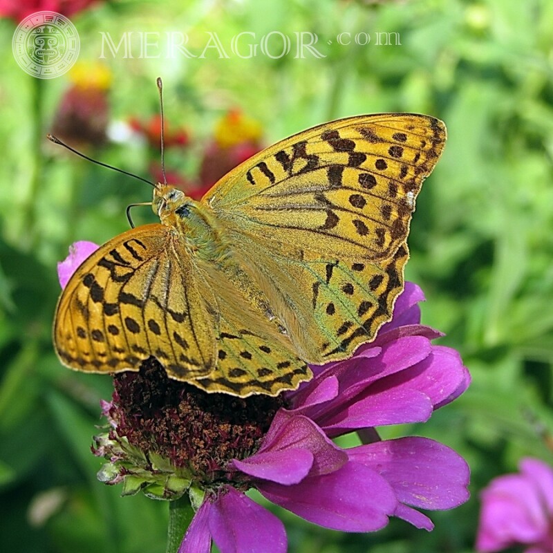 Laranja borboleta com manchas pretas Insetos Borboletas
