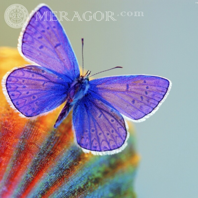 Сиреневая бабочка Насекомые Бабочки
