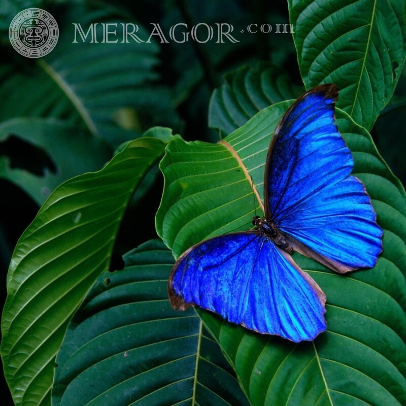 Papillon sur une feuille photo sur un profil Insectes Papillons