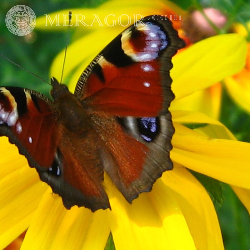 Метелик павине око Комахи Метелики