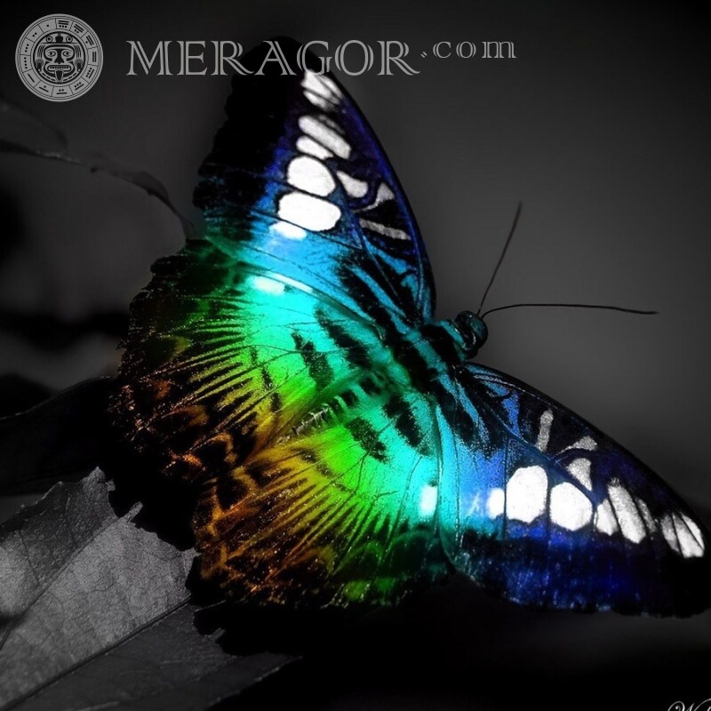 Бабочка на черном фоне фото Насекомые Бабочки