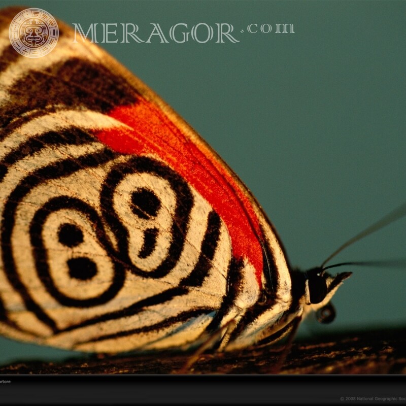 Mariposa cebra Insectos Mariposas