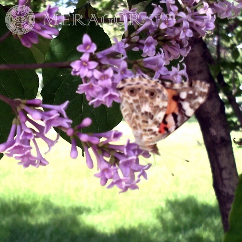 Метелик фото Комахи Метелики