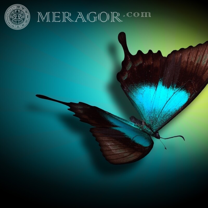 Бабочка вк на аватар Насекомые Бабочки