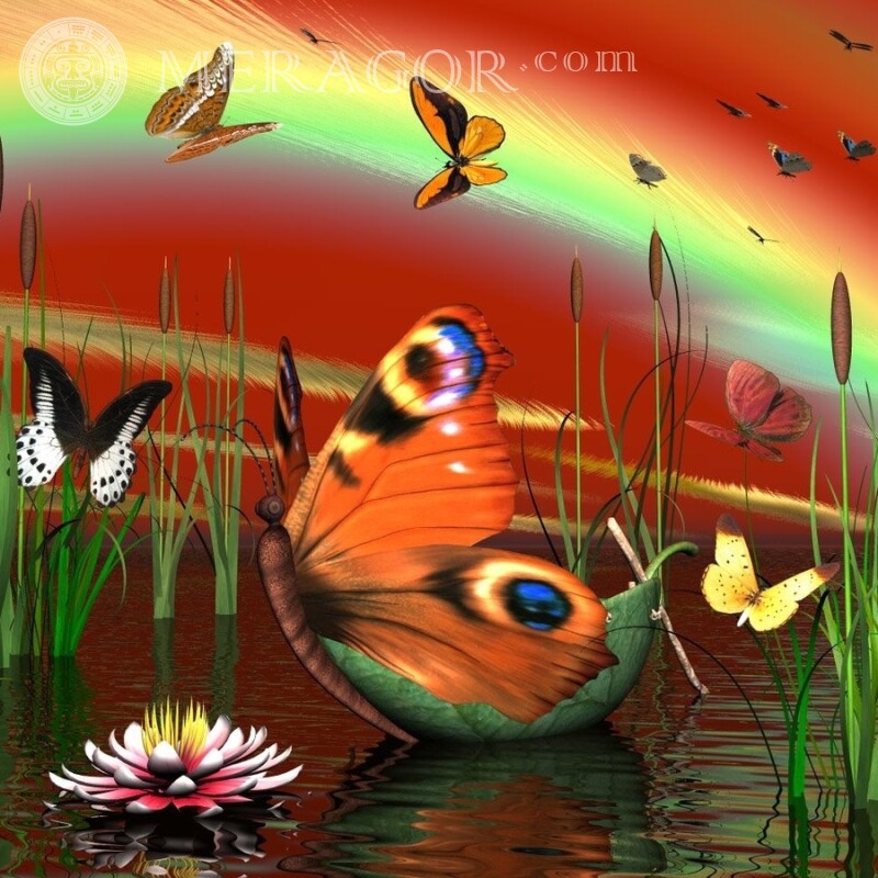 Багато метеликів картинка Комахи Метелики
