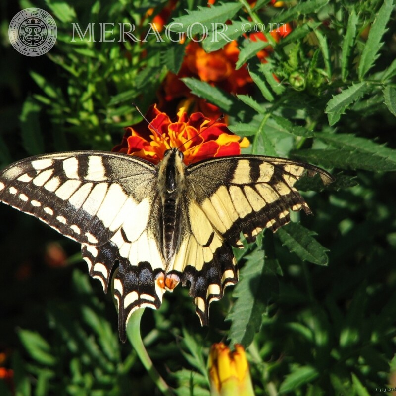 Schöner Schmetterling für YouTube Insekten Schmetterlinge
