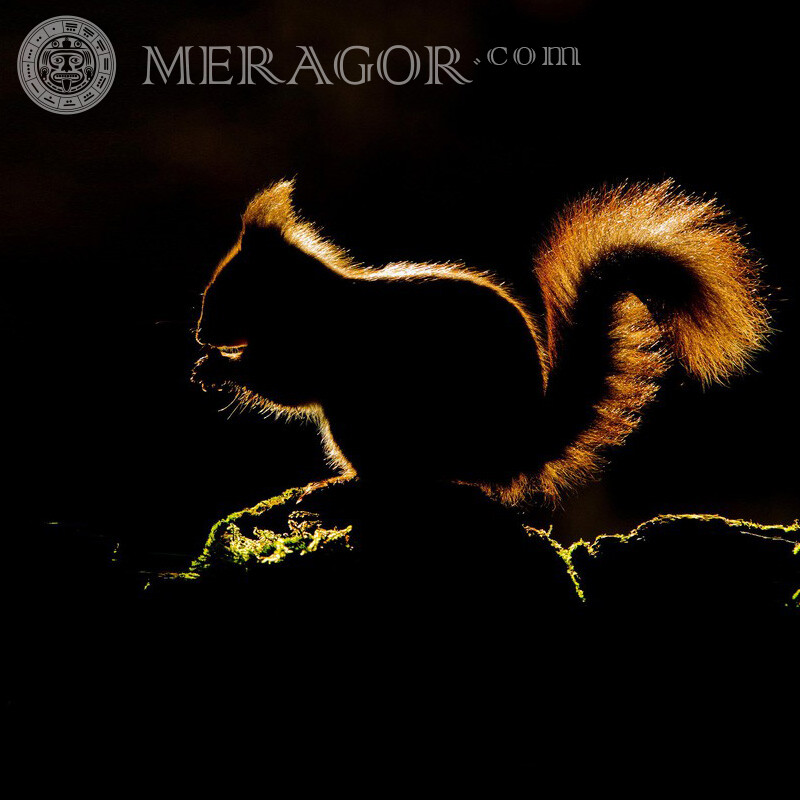 Éclairage de silhouette d'écureuil sur le profil Ecureuils