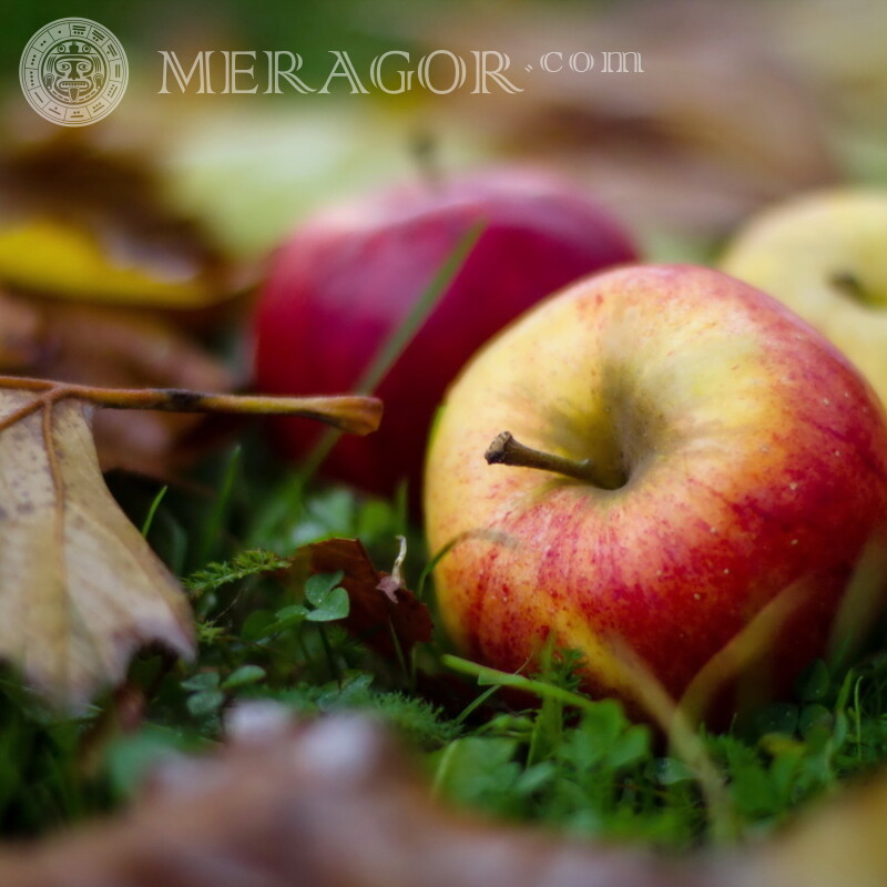 Descargar la imagen de la manzana en la hierba para la portada Comida