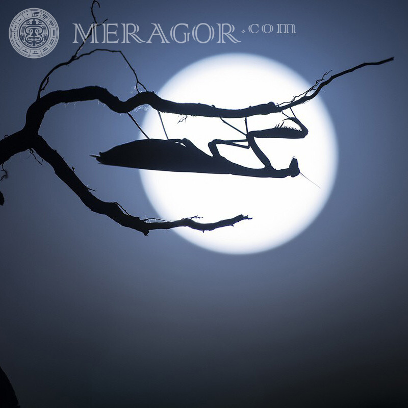 Mante religieuse silhouette lune sur la page Insectes