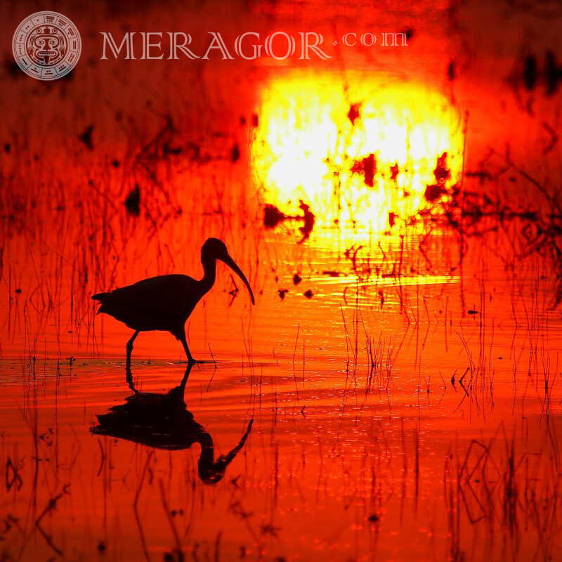 Avatar de coucher de soleil de réflexion de l'eau des marais Oiseaux