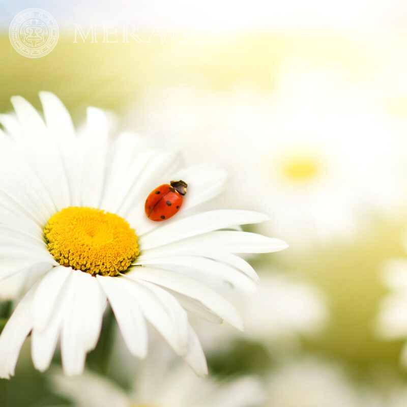 Ladybug on chamomile Insects