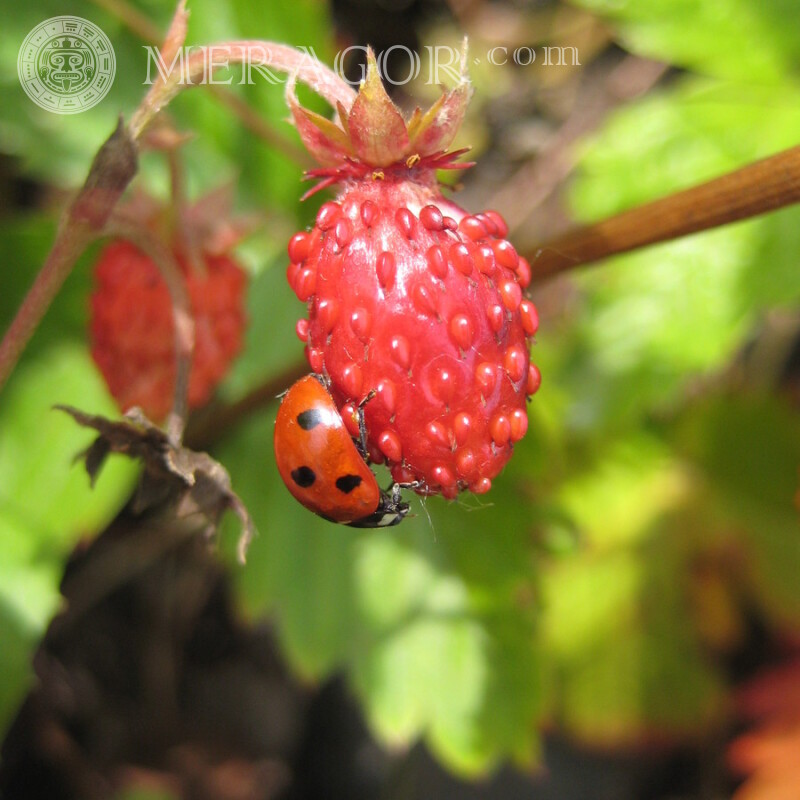 Coccinelle sur une baie Insectes