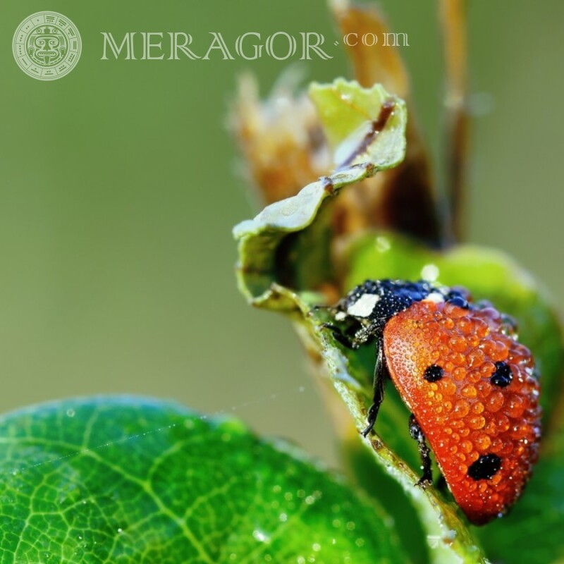 Ladybug download Insects