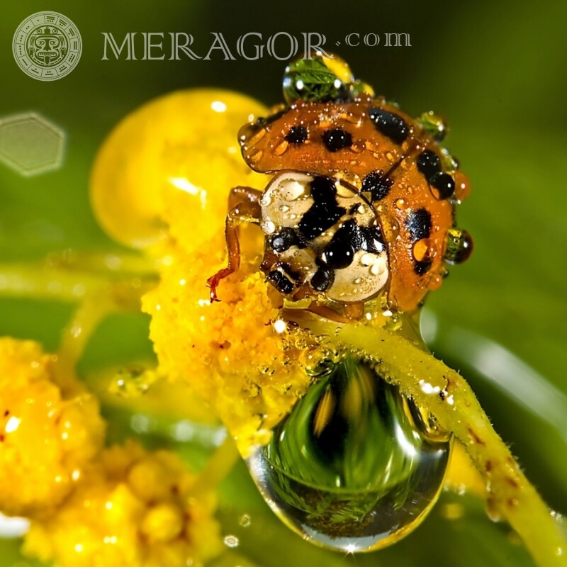 Gros plan photo coccinelle Insectes