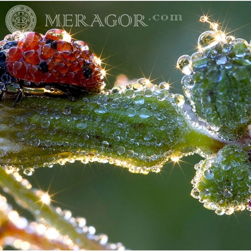 Ladybug close-up photo Insects