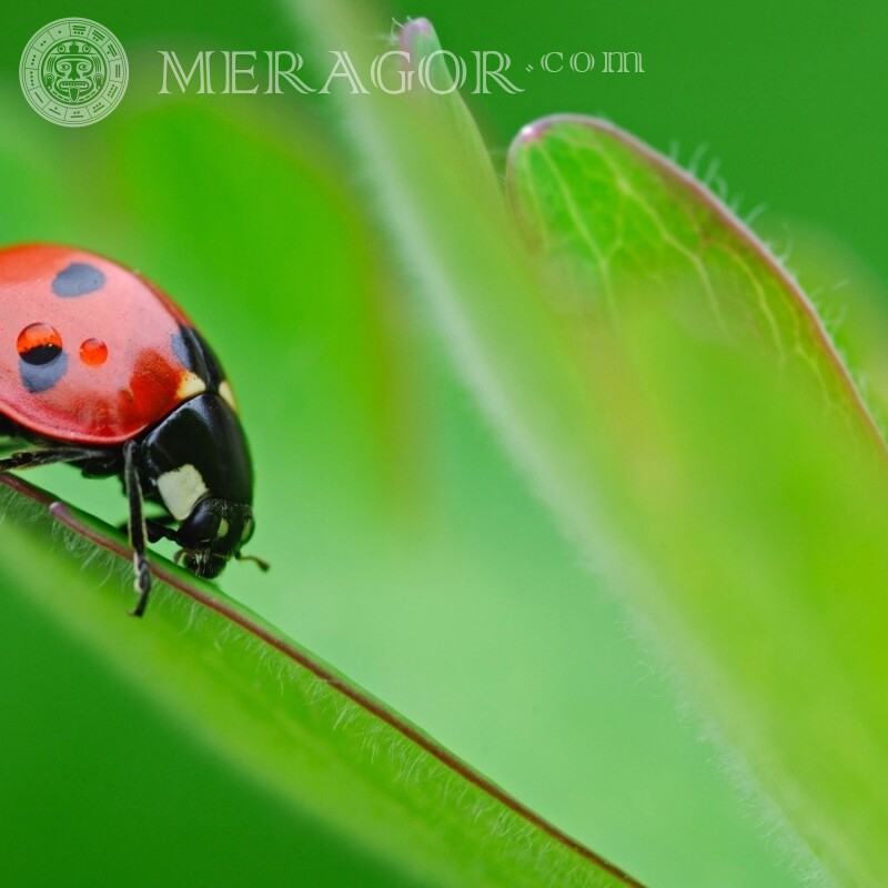 Ladybug on a leaf Insects