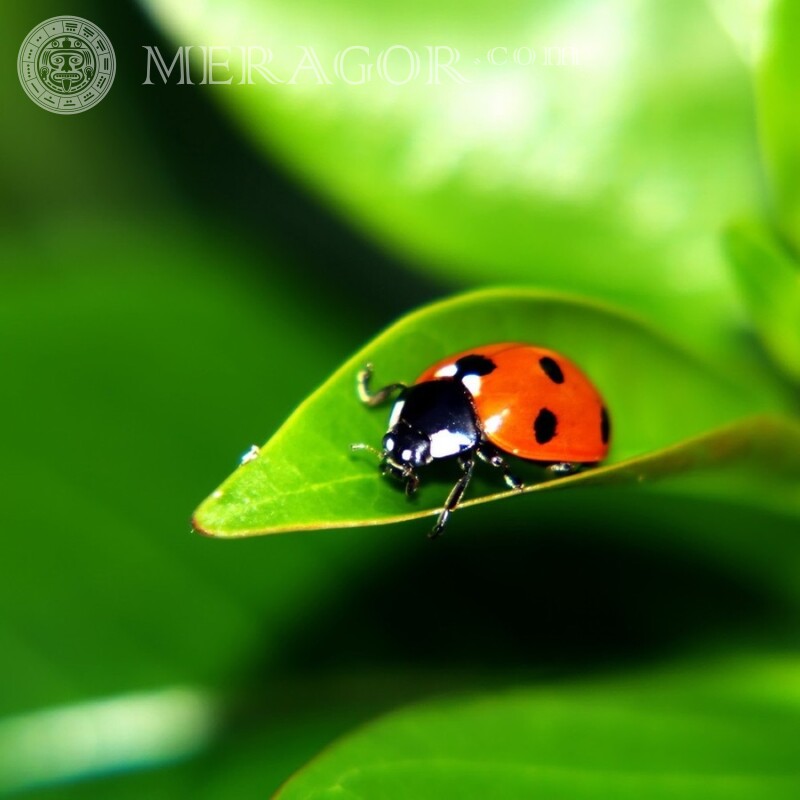 Ladybug on a sheet photo Insects