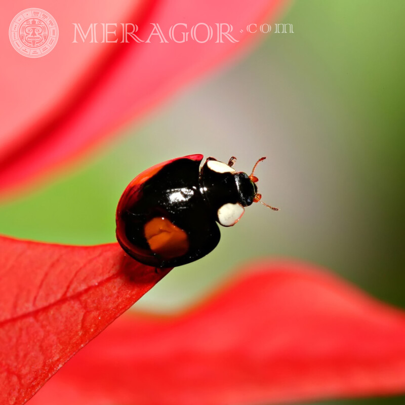 Black ladybug Insects