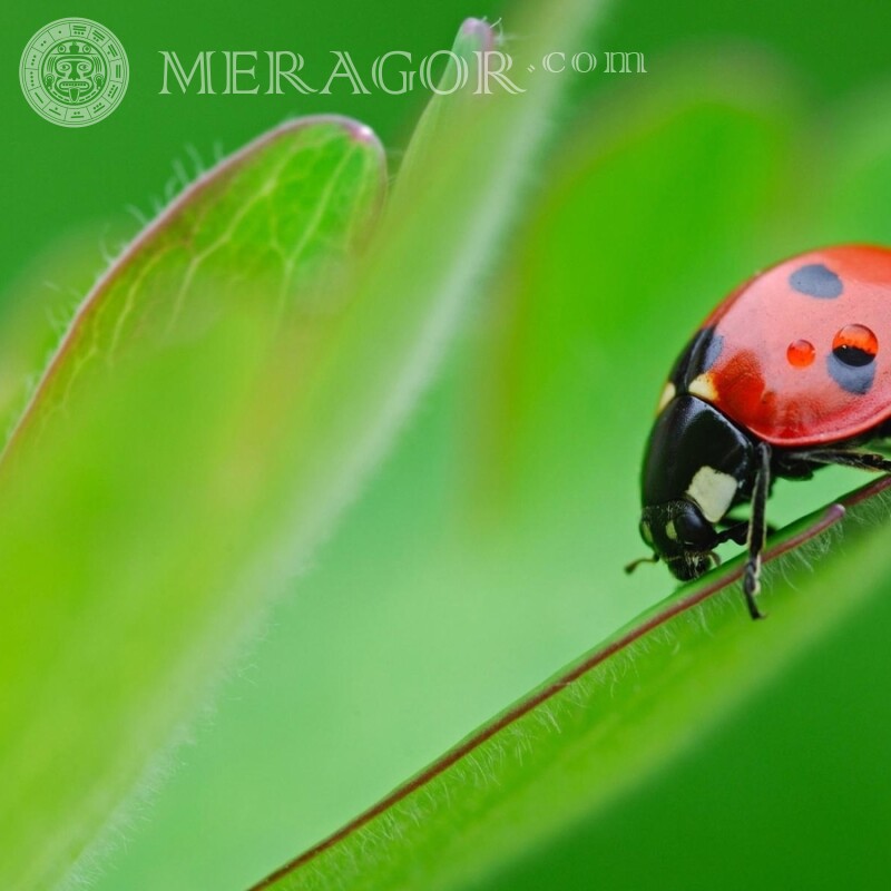 Ladybug on avatar Insects
