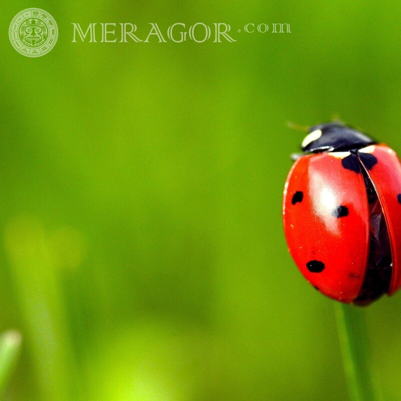 Ladybug on a green background Insects