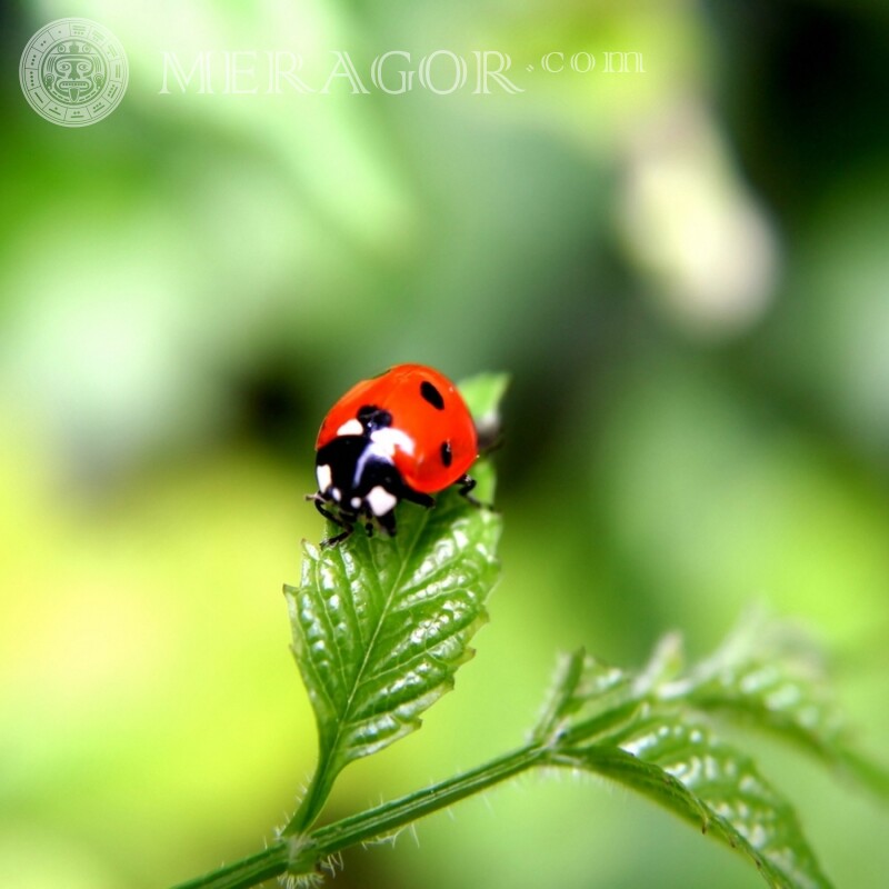 Ladybug on a leaf | 0 Insects