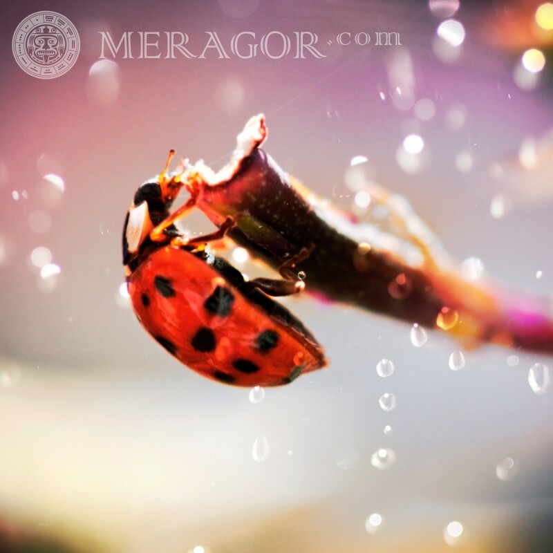 Ladybug avatar | 0 Insects