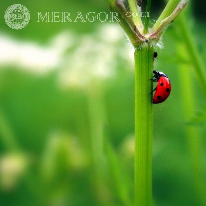Ladybug on green Insects