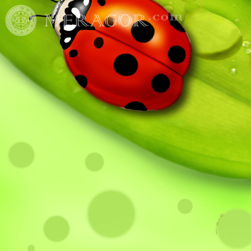 Coccinelle rouge Insectes
