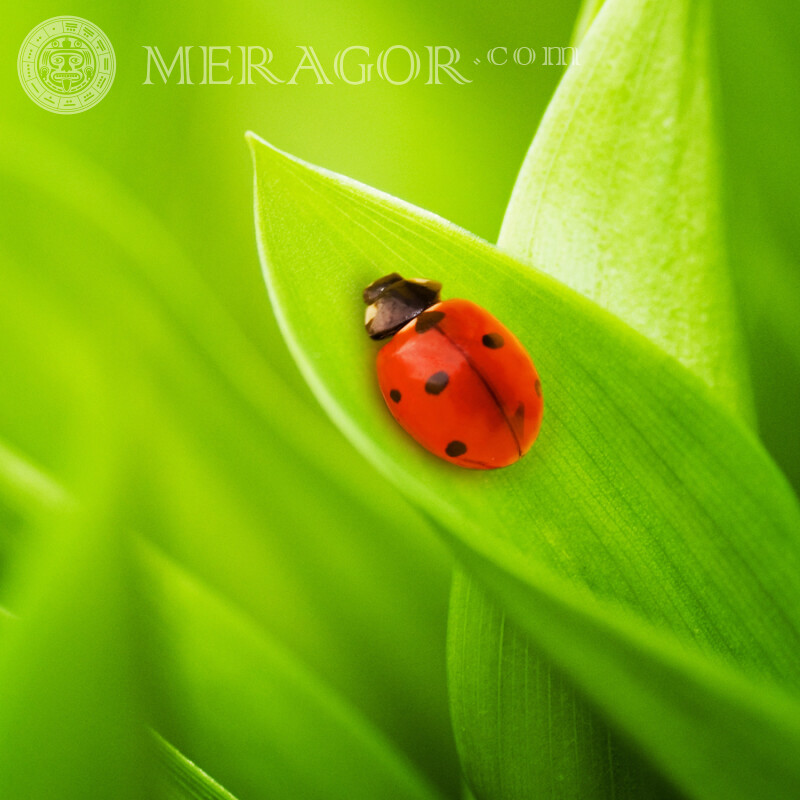 Coccinelle pour Tik Tok Insectes