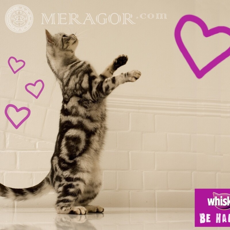 Кішка Віскас фото на аватарку Коти Логотипи