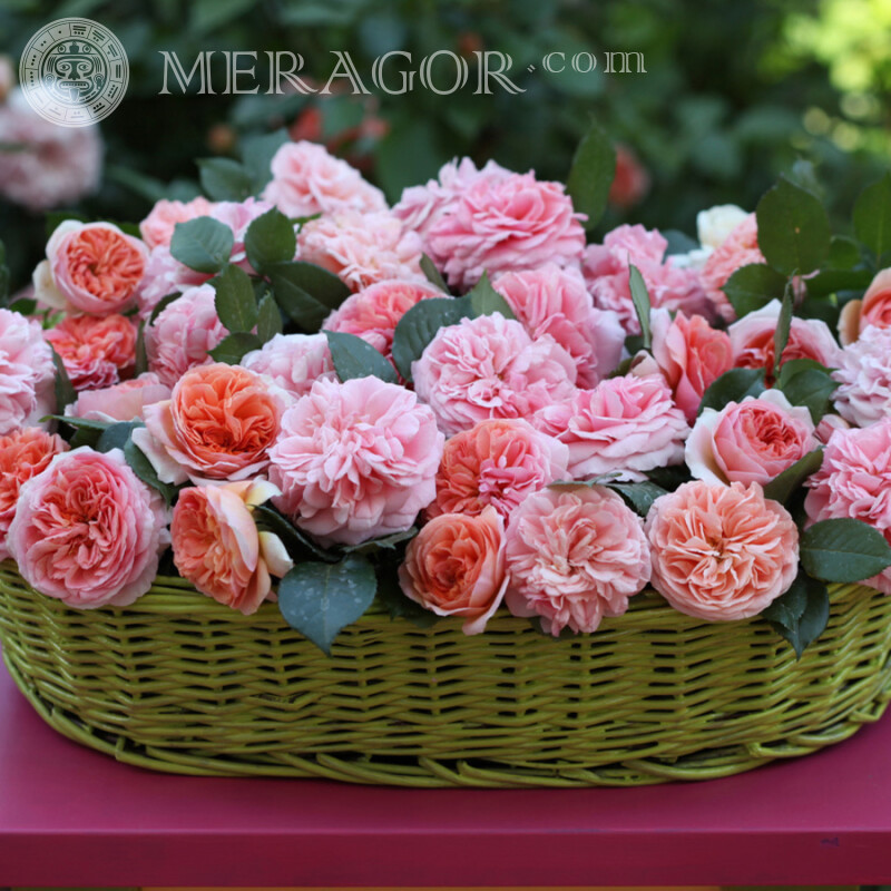 Photo de fleurs roses pour photo de profil Fêtes Fleur