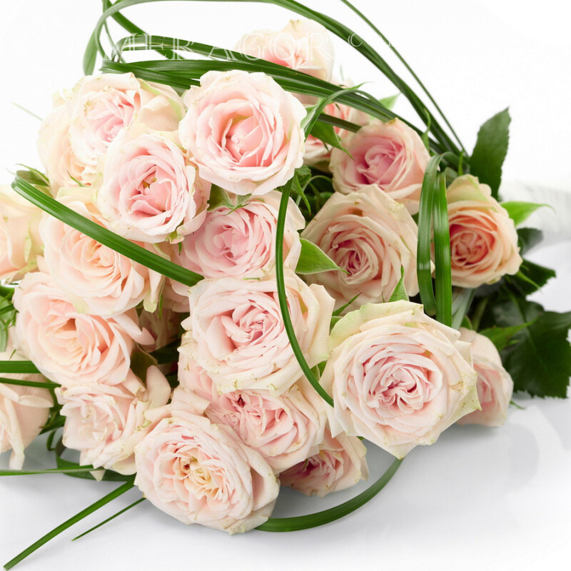 Rosa Rosenfoto für Instagram Feierzeit Blumen