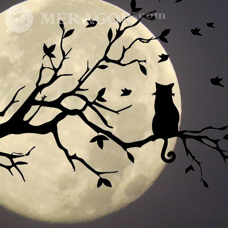 Кошка на дереве и луна аватарка Коты