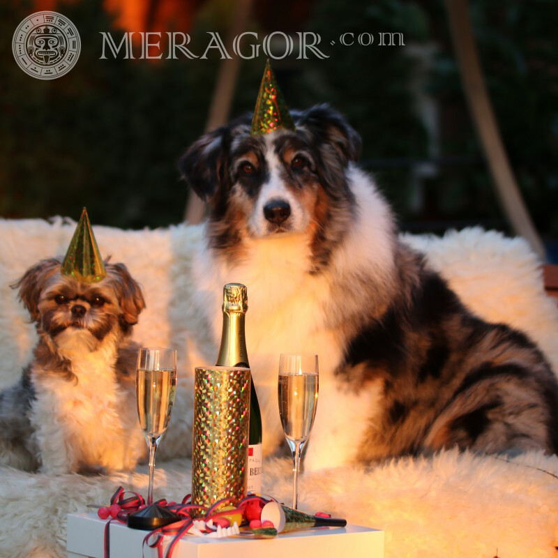 Neujahrsnachrichten Fotos Weihnachten Avatare Hunde