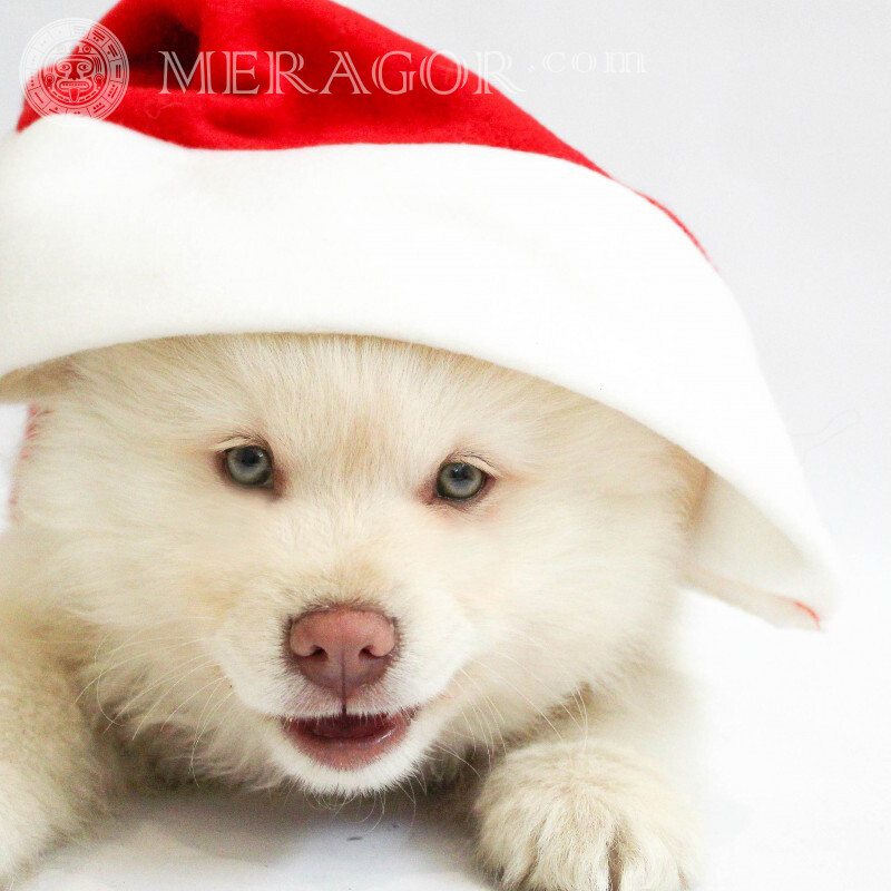 Modelos de fotos de natal Para o ano novo Cão