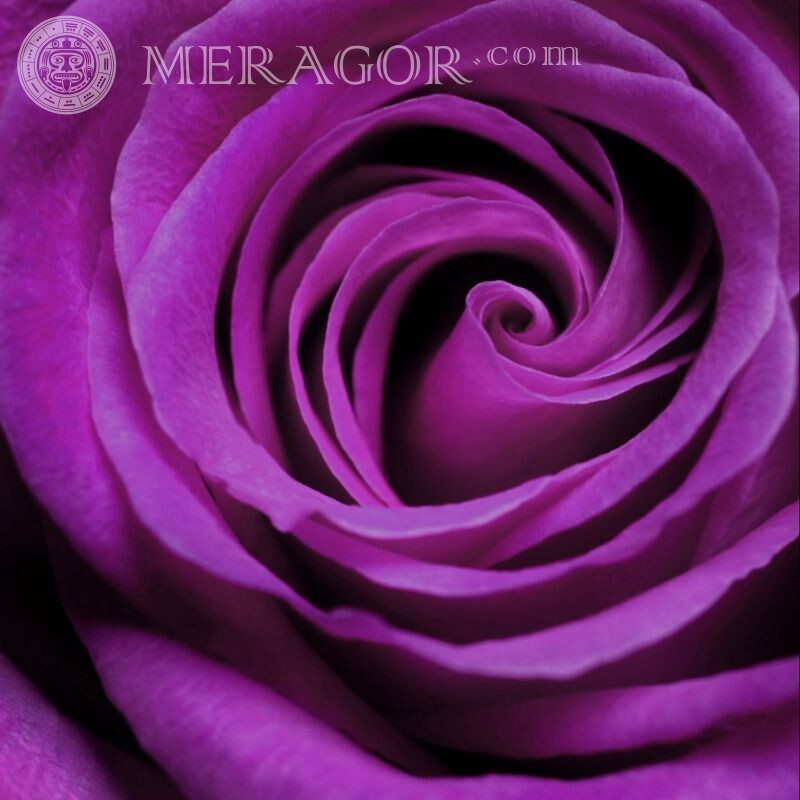 Flor color de rosa en avatar Flores