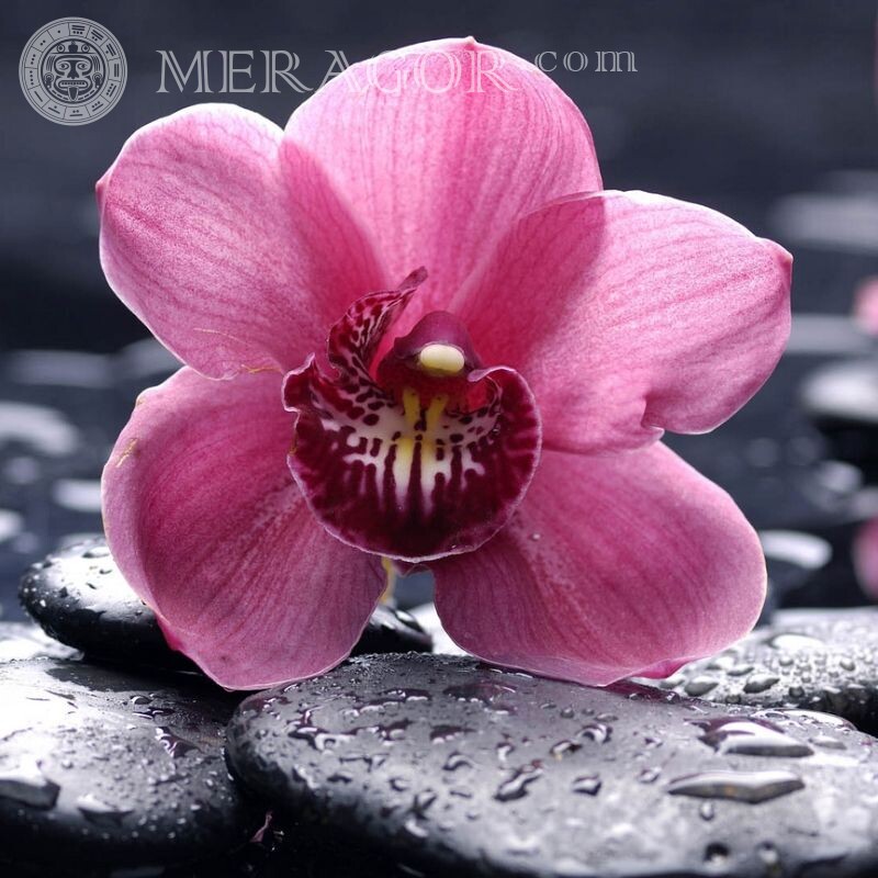 Foto de orquídea en avatar Flores
