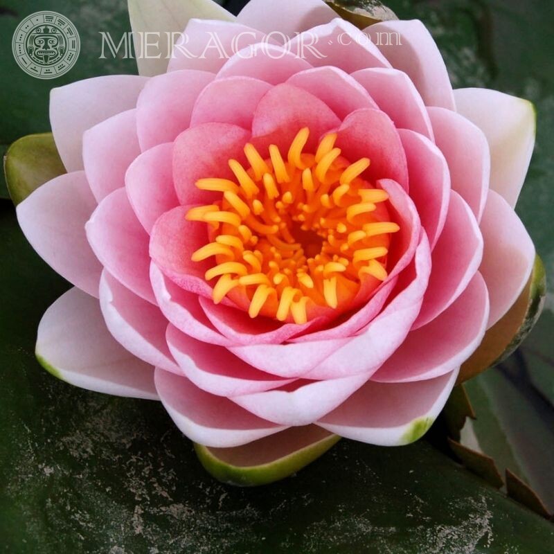 Foto hermosa flor para avatar Flores